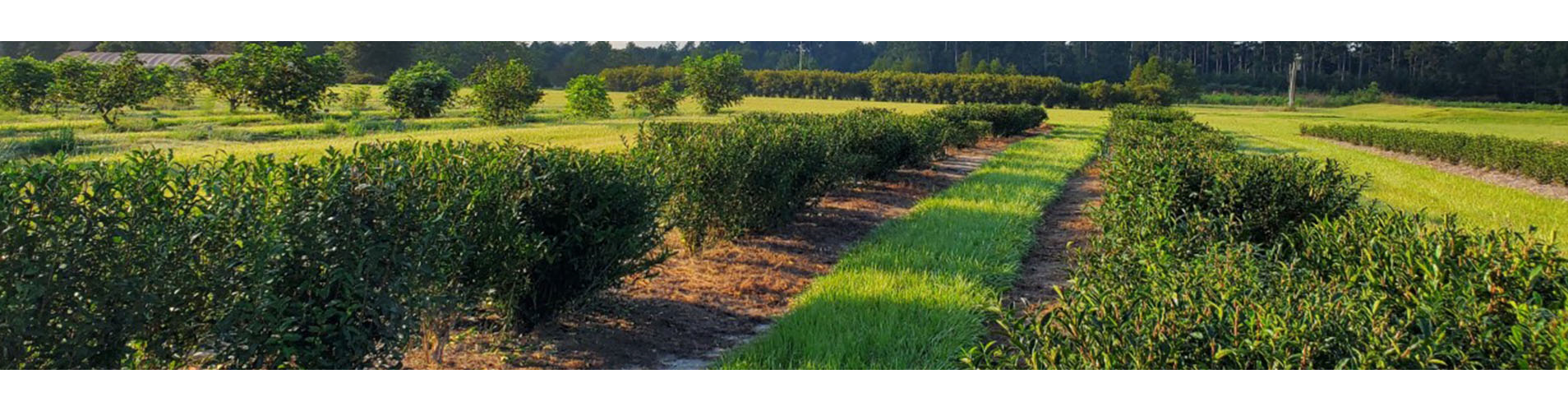 Tea Research & Extension